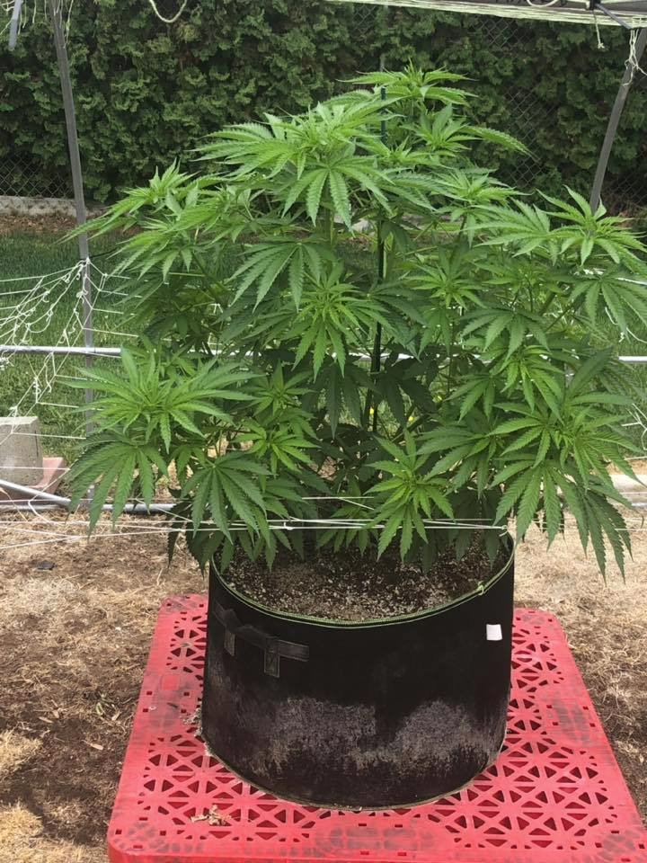NirvanaShop's tweet photo. bubba kush form a customer, let the sun do what she does best!! #cannabis #marijuana #weed #dank #ganja #kush #thc #cbd #legalize #nirvanaseeds #nirvanashop https://t.co/CvaShdL0TL https://t.co/hnDpnJErkt