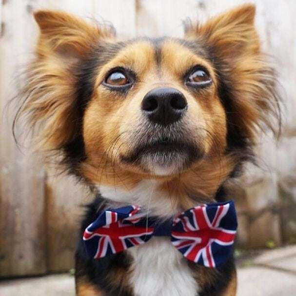 DogFuriendly's tweet image. Our Chief of Barketing @charliebigears is taking us to LONDON next Wednesday for a lineup of #dogfuriendly fun!
😍
We want to meet up with as many #dogsoflondon as pawssible, so if you're available next Wednesday DM us to find out more. We also have a… bit.ly/2X2uu6P
