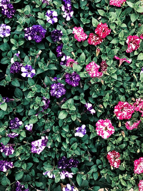 More a-MAY-zing offers this month!

3l perennials £6.99 or 2 packs for 2 for £12