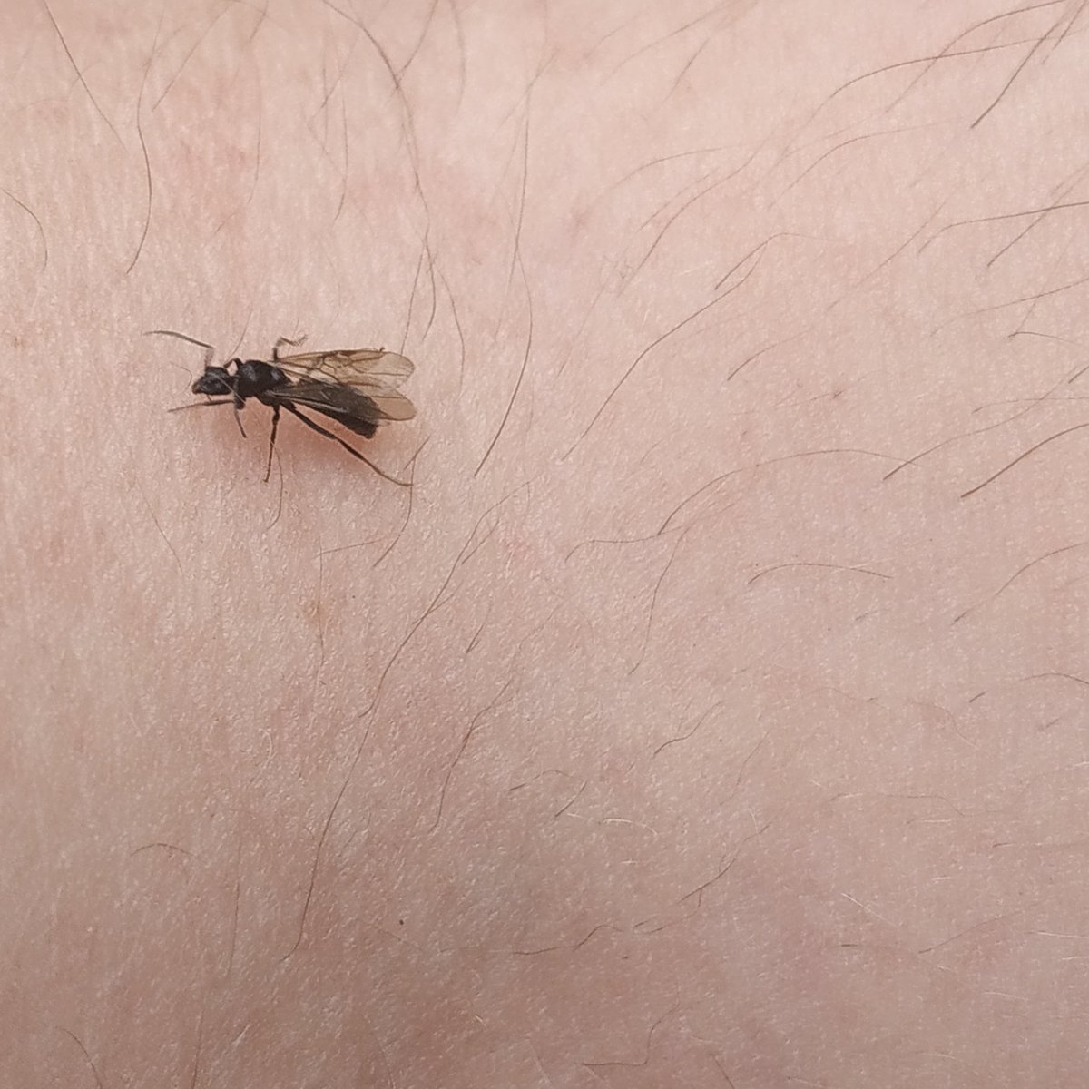 Natural Ants (@AntsNatural) / Posts / X