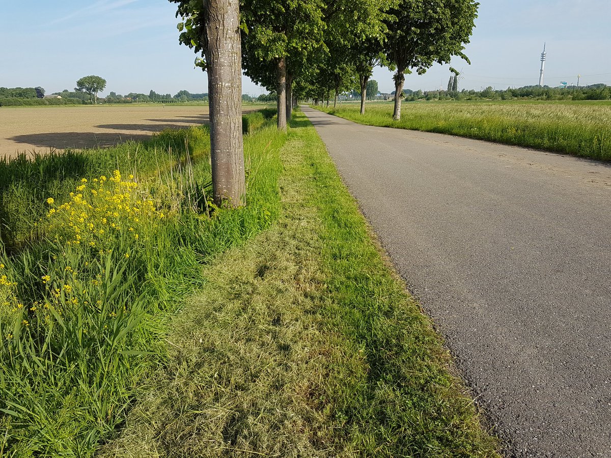 Complimenten voor <a href="/hollandsedelta/">waterschap Hollandse Delta</a> vanwege het aangepaste maaibeheer, waarbij alleen de eerste meter langs wegen wordt gemaaid. #buijtenlandvanrhoon #biodiversiteit