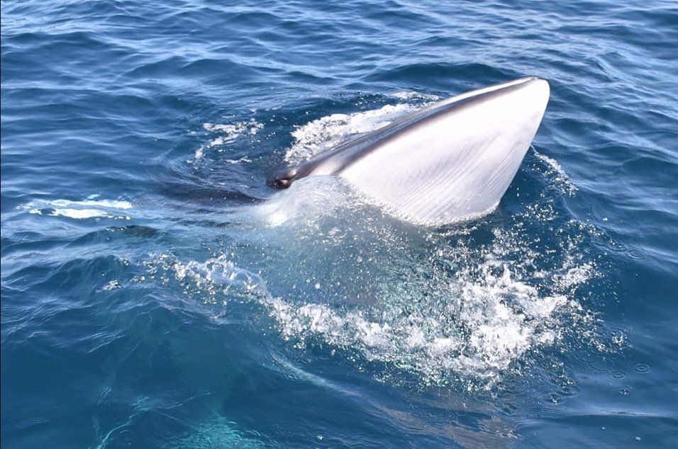ORCA_Ireland's tweet image. Wowsa - what a shot of a #minkewhale (Balaenoptera acutorostrata) reported to us by Dave Edwards from West Cork Charters on 21-5-19. @uccBEES @IGNITEUCC @CorkHarbourFest @Seafest_ie @BestofCork @pure_cork