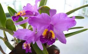 mariasan8's tweet photo. #23May #Venezuela Se declara la Orquídea como Flor Nacional https://t.co/TNhl0qZi1v