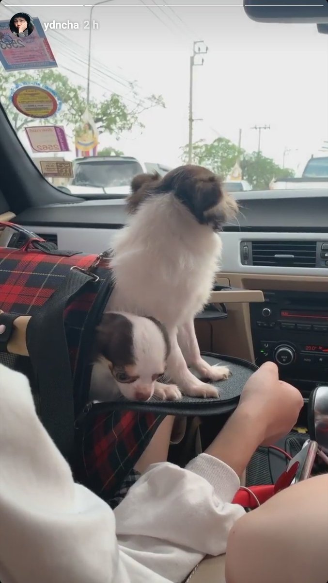 kim_jayra's tweet photo. Whenever Best is driving, Sammy will take the passager seat.. And as a BestSammy shipper I'm cool with that.. 🤭🤭

#BestSammy https://t.co/UqRjl8TBXx
