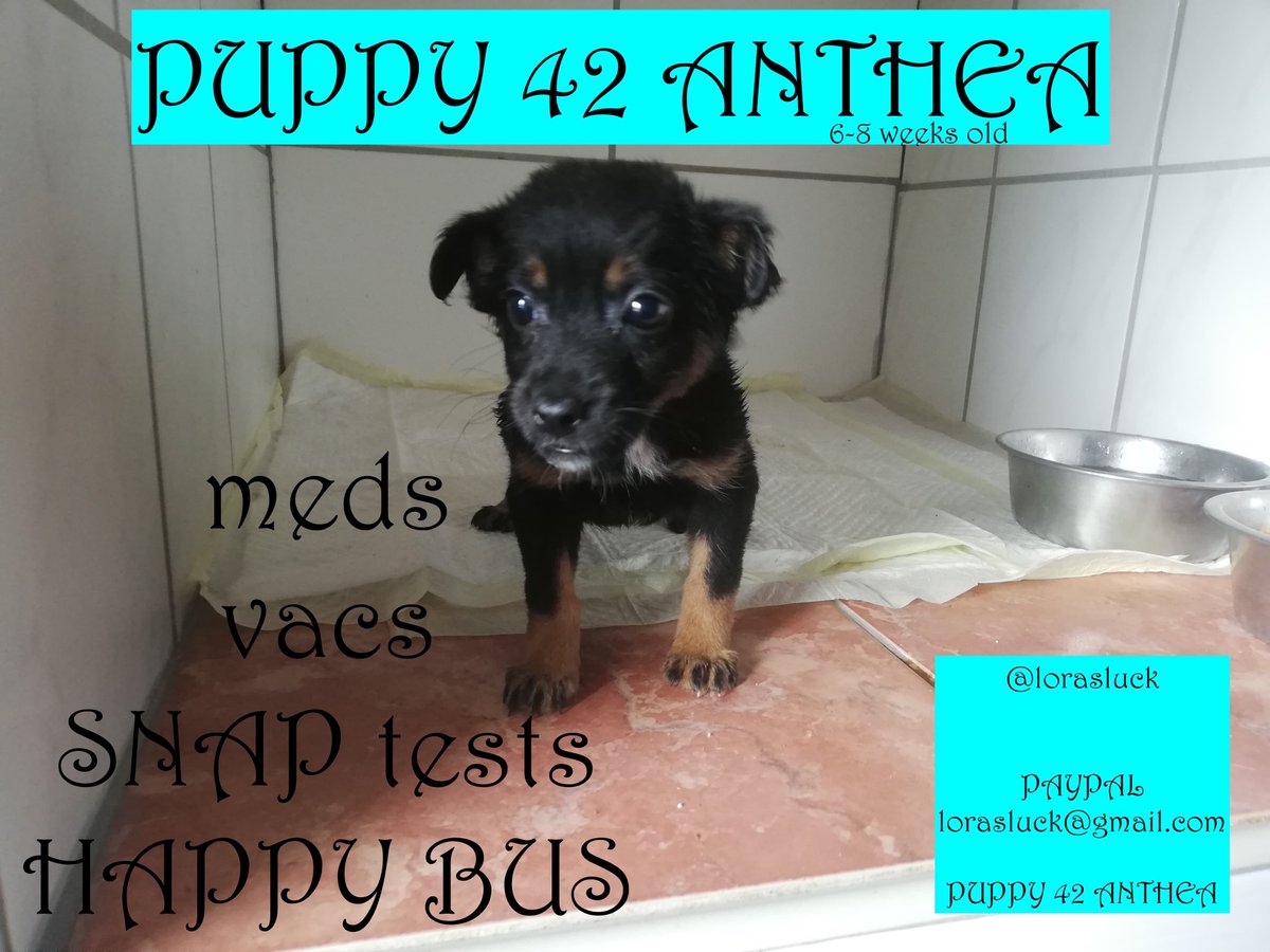 lorasluck's tweet photo. Dogs we're helping for JUNE. SAFIA and JET, SIRIUS and ANTHEA! #AdoptDontShop #blackdogs #lorasluck #foster #adopt #dogs #puppies @dog_rates @loralsuck 🥰🐶🐾✨🌈😍 https://t.co/N3mhOvSa8C