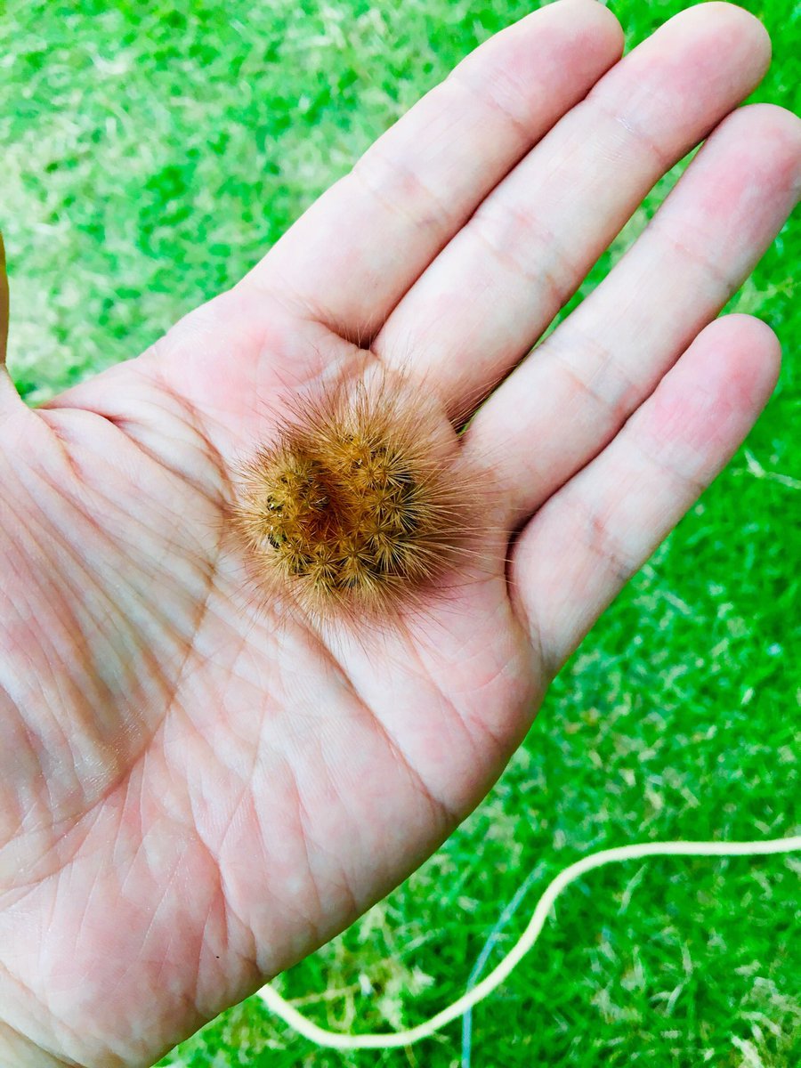 ট ইট র まちゃ老眼四十肩 本日 人生の目標のひとつである 毛虫を手に乗せる というミッションに成功しました 嬉しい っ 毛虫 ヒトリガ 虫スタグラム