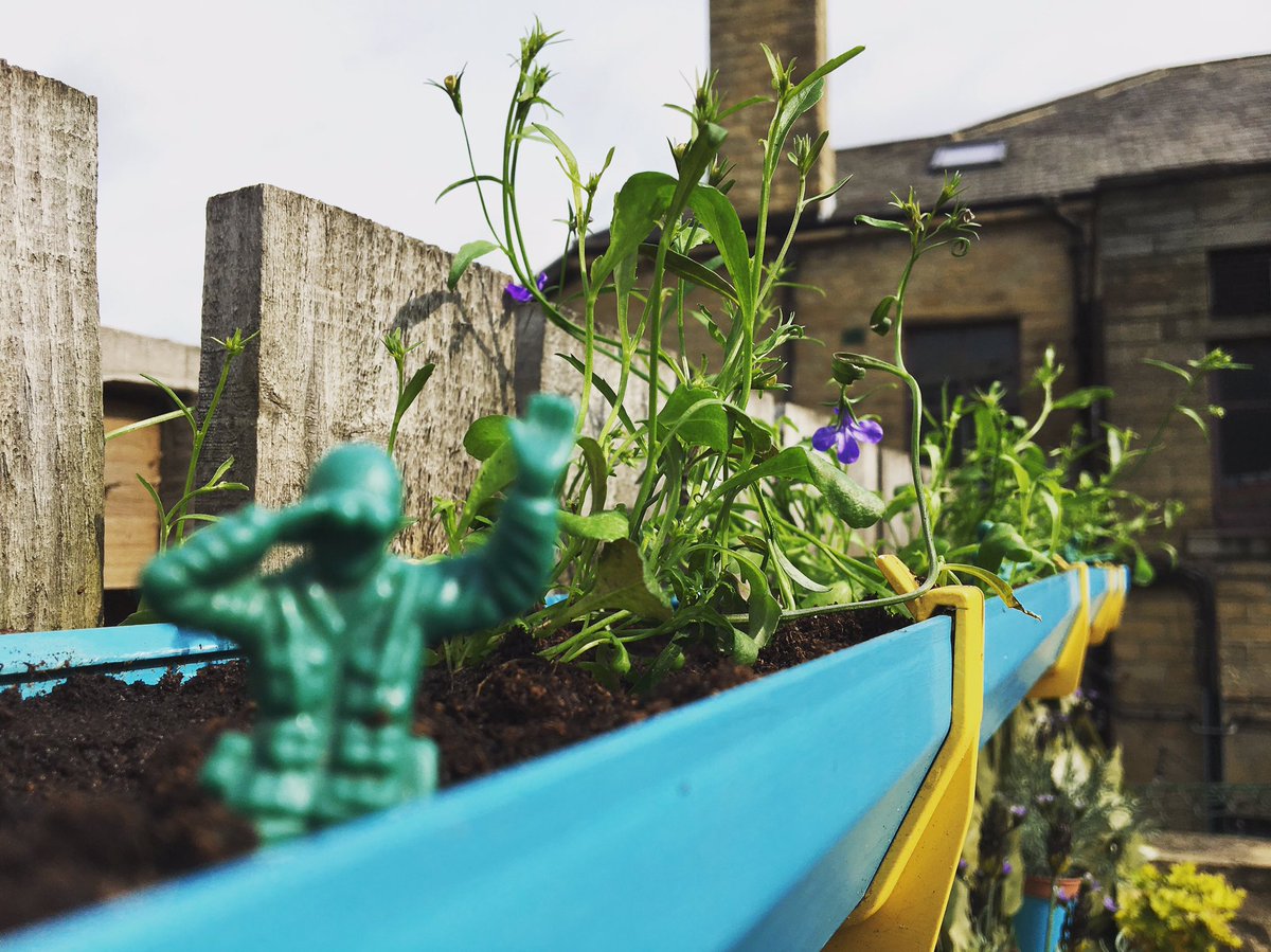 capandcollar's tweet photo. Lobelias finally planted 🌱 Our #guttergarden is gooooo for Summer! #saltaire https://t.co/mHz77PG2ug