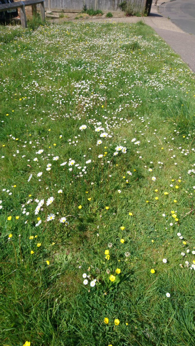 deLeeuw1990's tweet photo. 2/2 and here it is, the West Sussex County Council Pollinator Action Plan❤️🦋🐝. @WSCCNews is doing a great job leaving road verges for wildlife. @Love_plants @LGSpace @SussexWildlife @Buzz_dont_tweet
https://t.co/U1aoAHs8E1
https://t.co/gVZpHolOwE https://t.co/6Ef46jdjpg