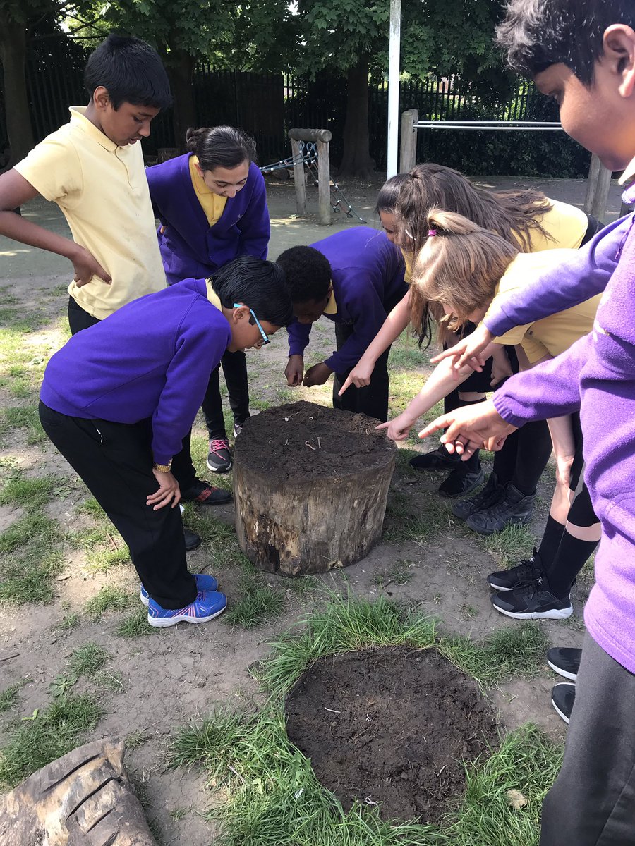EduMissM's tweet photo. Worm hunting! #Year6LHS #WalnutClassLHS https://t.co/QWfBNhYUtv