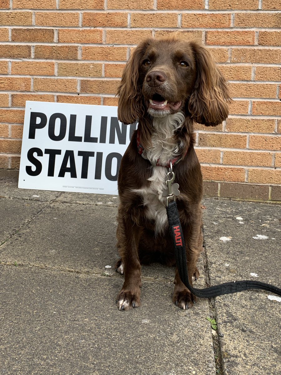 forester35's tweet photo. Yet again ...  #dogsatpollingstations https://t.co/jUGhLmq0Xr