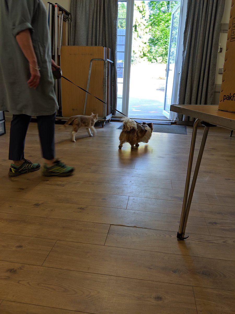 StephHicky69's tweet photo. #dogsatpollingstations Hail Weston family visit https://t.co/OpvJUAeW80