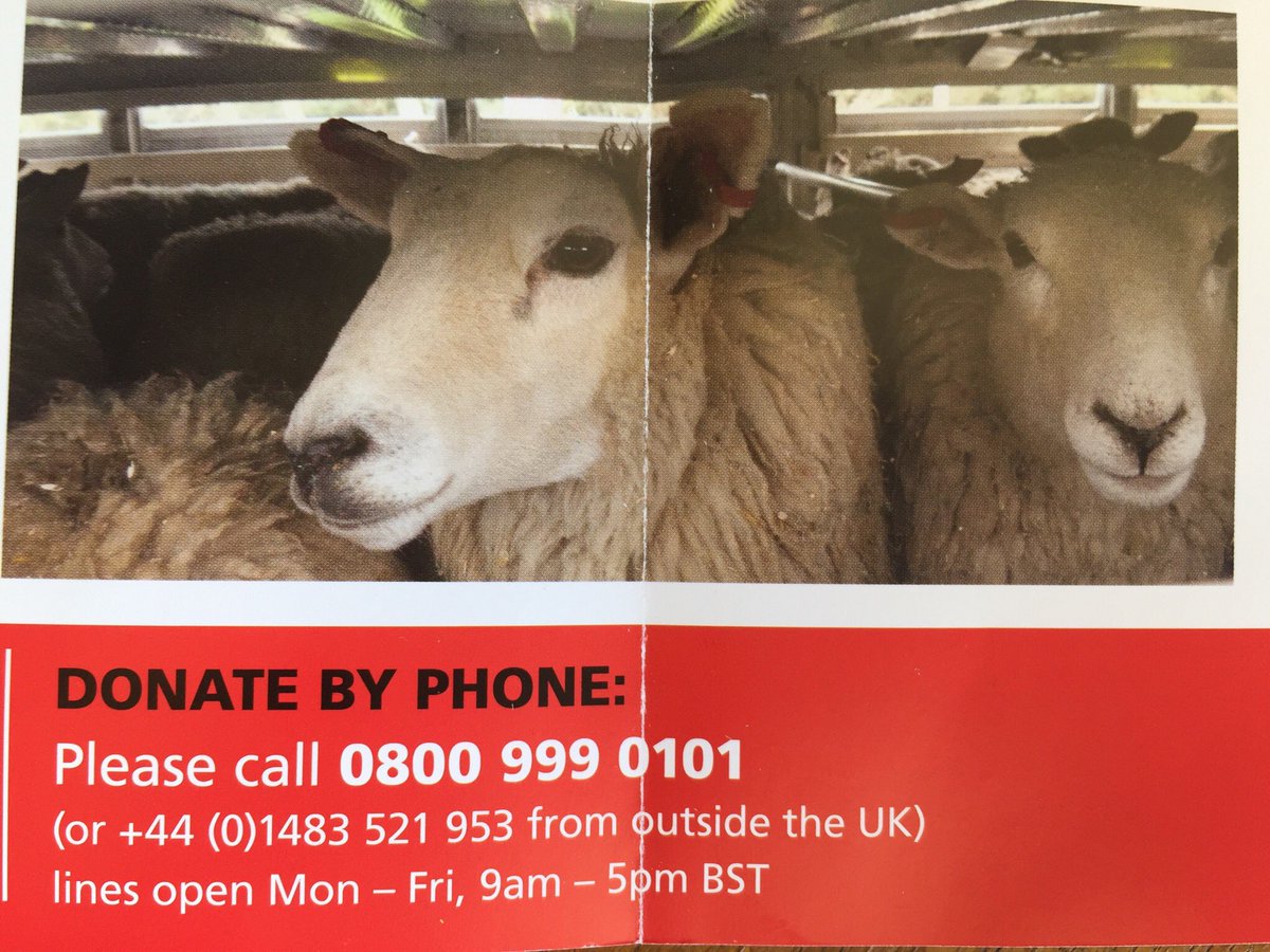 victoriafinlay's tweet photo. Also shocking was the violence against the @ciwf investigators.  Tyres slashed. Driver tried to smash the car they were in. Oh and I almost forgot the #sheep seen at Ramsgate packed so tight for hours they could hardly move. #StopLiveTransport #civilisedcountry 5 of 5 https://t.co/BCGKCnAu2F