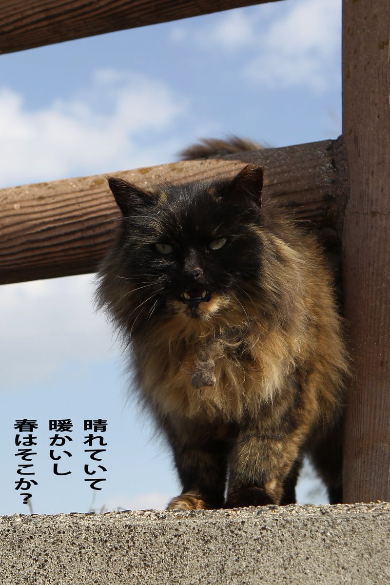 ナオキ（猫・他の動物写真用） (@photo_naoki) / Posts / X