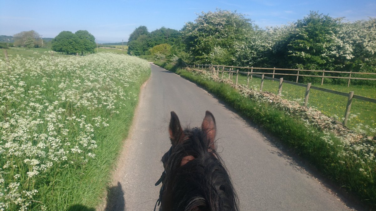 sheepinstitches's tweet photo. Happiness is Cow parsley, Hawthorn and horses. A morning ride through the woods with a bit of a view at the end.#perfectday #Cotswolds #cranhamcommon #sheepscombecommon #painswickvalley #skylarks https://t.co/o1B4VRvaUV