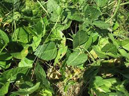 DigicowApp's tweet photo. Do you know that army worm can attack and destroy your Fodder?

Login into DigiCow App,click Training tab,click on Fodder management topic and select an audio training on army worm to learn.

Download DigiCow App from play store .

#AplliedKnowledgeIsPower #DigiCowTrainingRoom https://t.co/9l4MAxiZCC