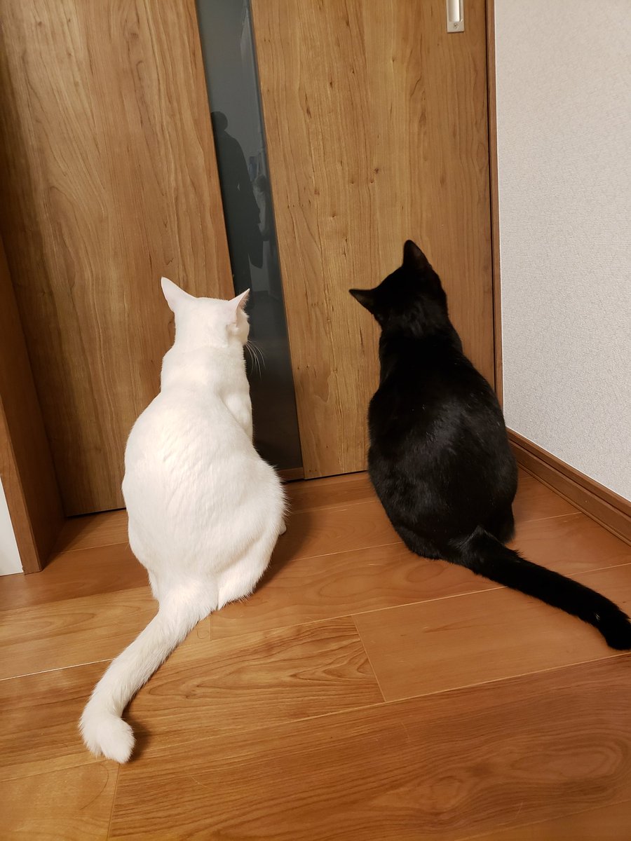 うちの猫が一番可愛い