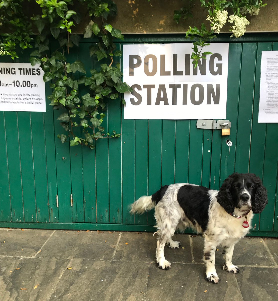 MylesLucas's tweet photo. Ziggy in on the action
#dogsatpollingstations #hove #brighton https://t.co/c2hWs46kck