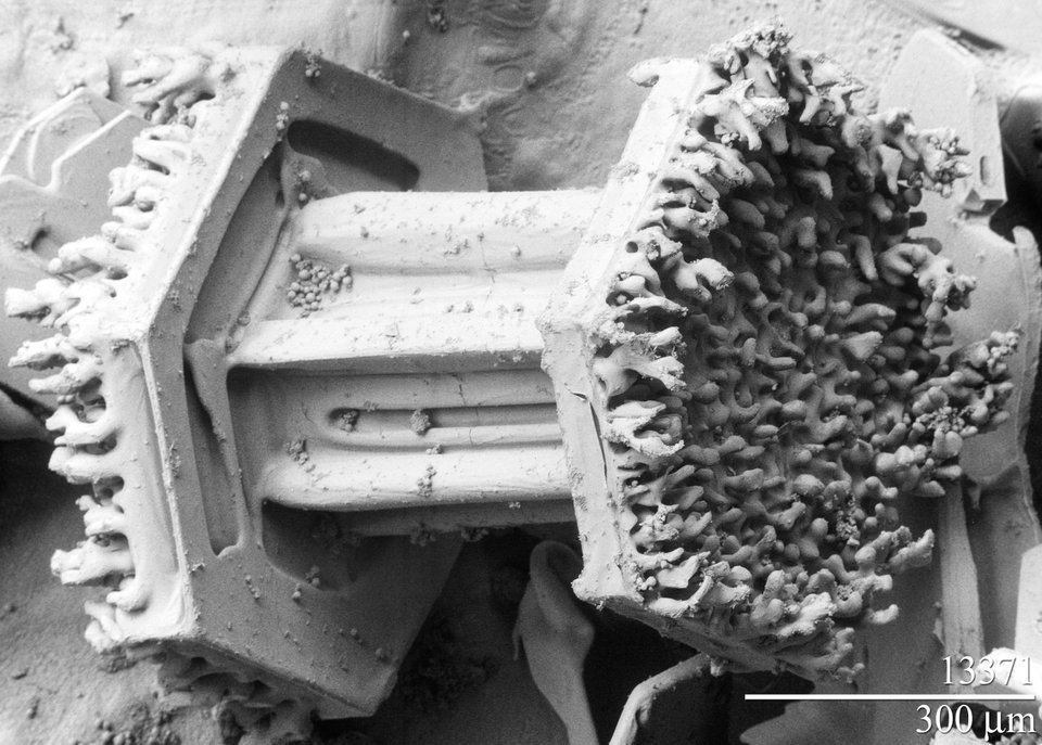 XoseCastro's tweet photo. Lo creas o no, esto es un copo de nieve aumentado 50 000 veces con un microscopio de barrido.

Fuente: laboratorio de investigación agrícola de Beltsville (Maryland). https://t.co/Ct6Q8OQ8ix