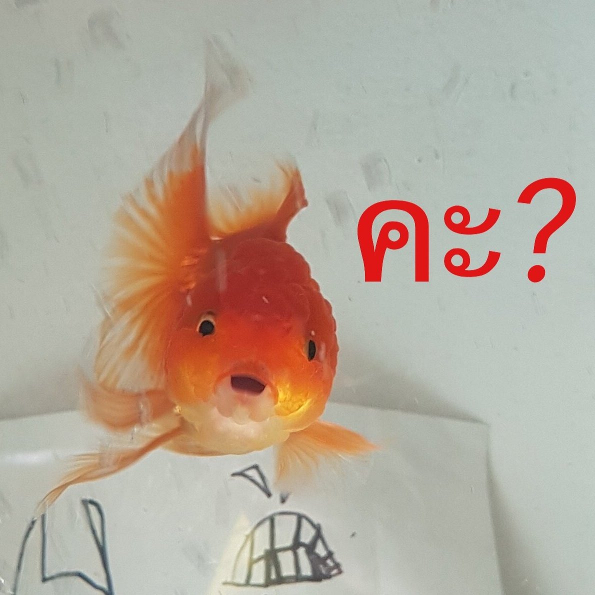 ปราบ tweet media