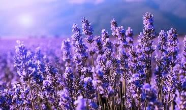 ISPARTADA LAVANTA ZAMANI