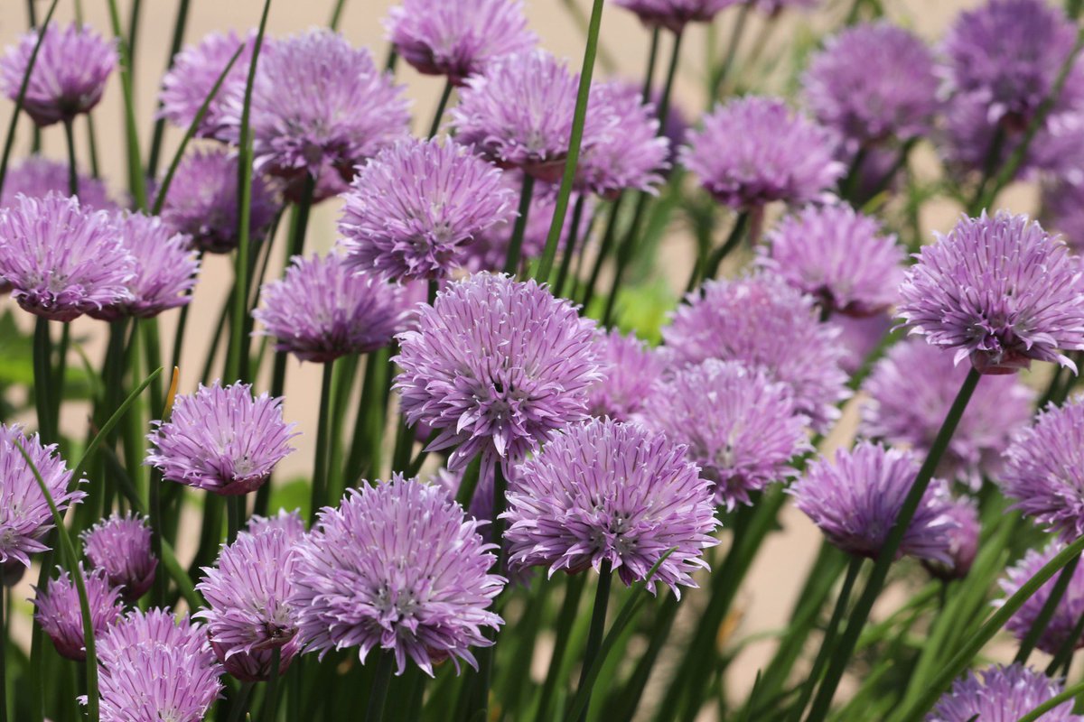 ベスト50 チャイブ 花 最高の花の画像