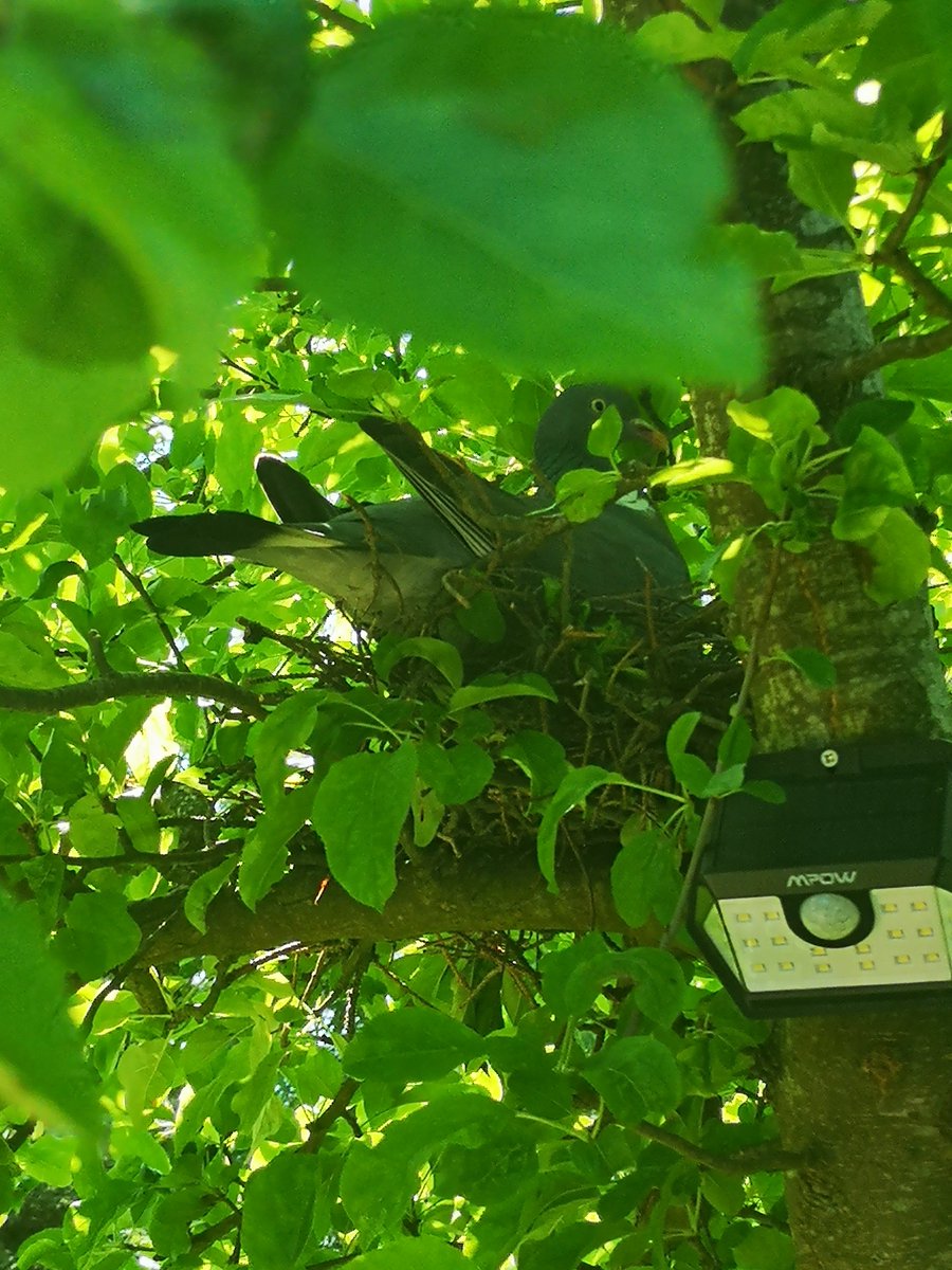 GraphicsHosch's tweet image. Whilst looking out my office window i spotted this #nestingpigeon #nature #mayprintthis #lovenature #greenery🌿 #picsonwalls #wallartprint