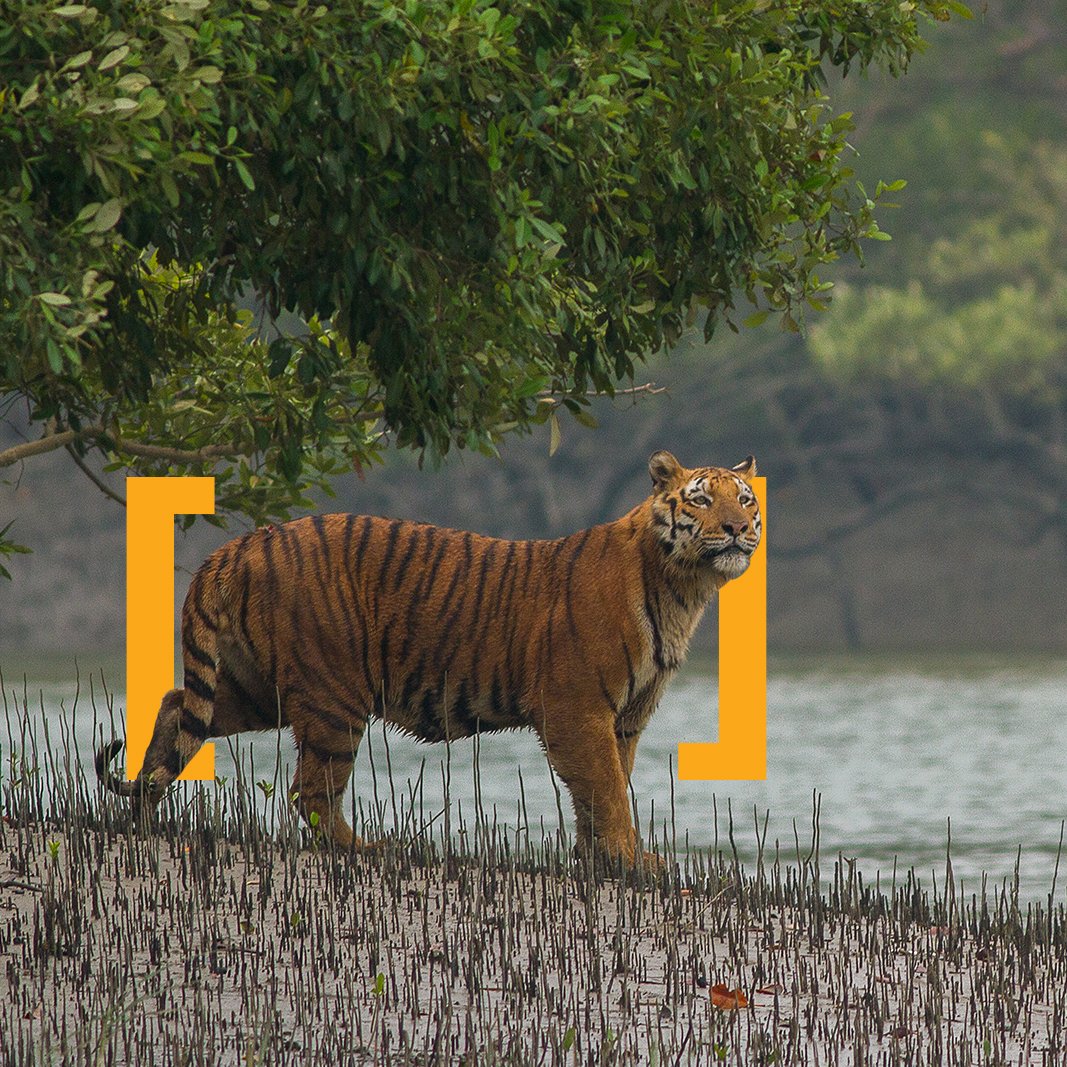 This guerrilla warrior, on both sides of the border of India and Bangladesh, is under serious threat. Yes, poaching is an issue but the bigger issue here is global warming and as a consequence, the rise of sea water level. 

#TigerConservation #HabitatDestruction #GlobalWarming