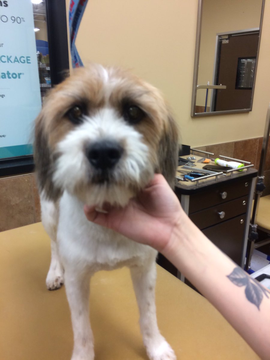 PetSmart 2341 tweet media