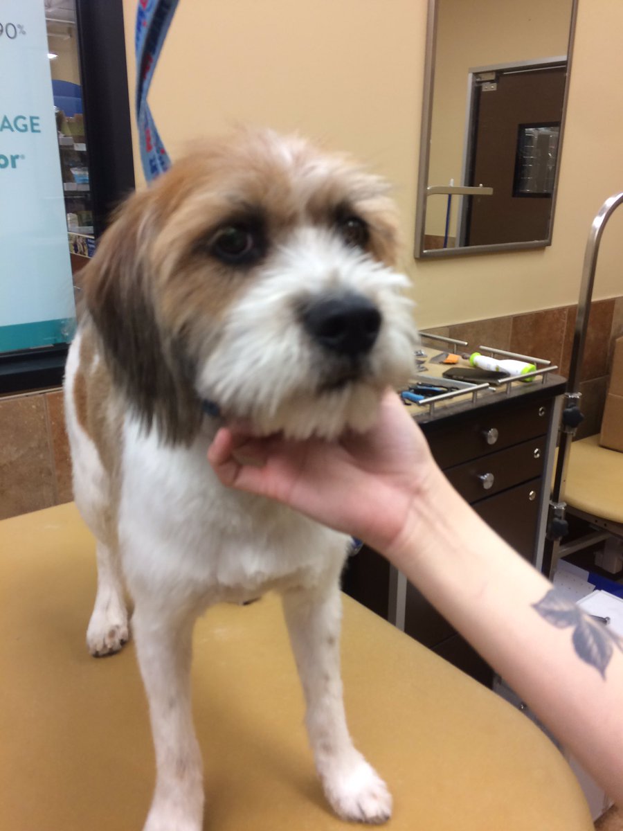 PetSmart 2341 tweet media