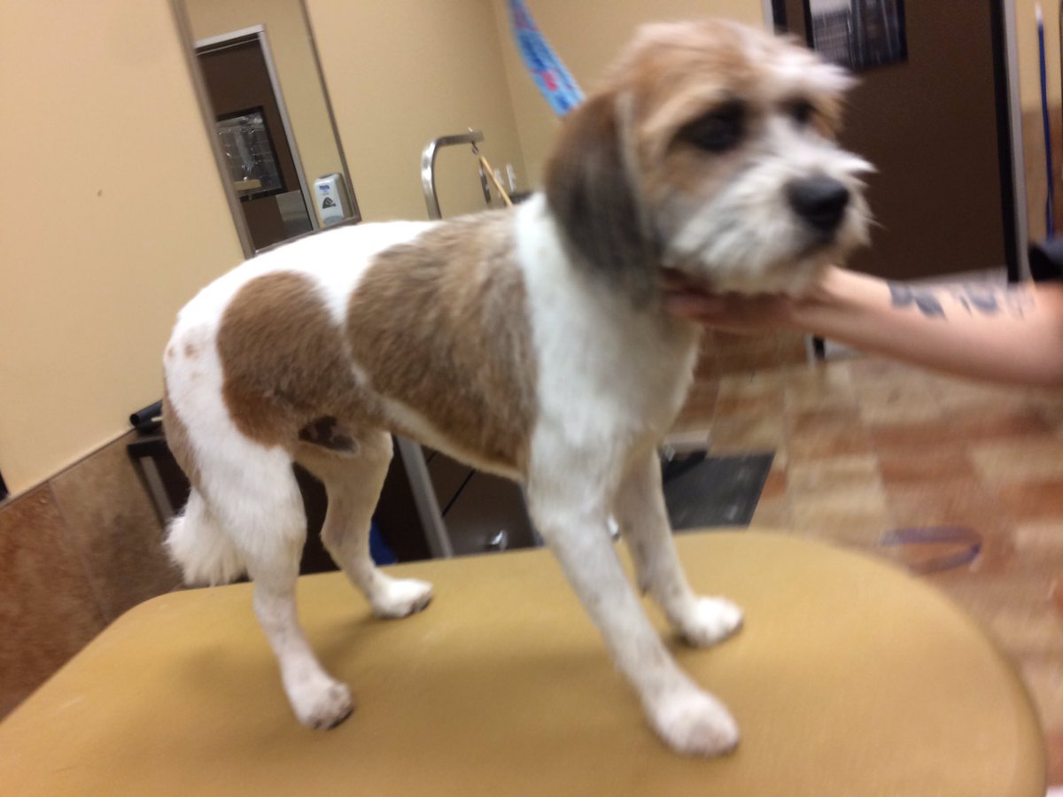 PetSmart 2341 tweet media