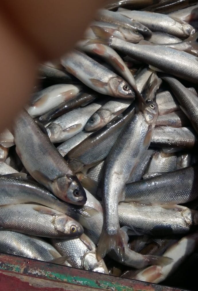 Çarşı içinde kacak satışı yapılan 30 kg. balığa el konulup işlem yapıldı. <a href="/igorentas/">İbrahim Görentaş</a> @ercan6565 <a href="/Scofileld/">Scofiled</a> <a href="/ErdognOzel/">Dr. Erdoğan Özel</a>