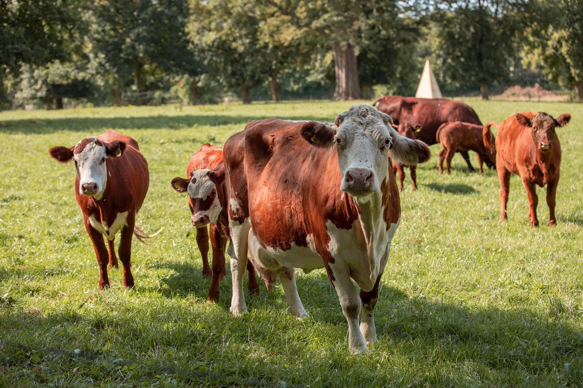 Hereford and Red Polls graze in the wild flower meadows at Thorpe. The Home Farm employs the highest standards of animal welfare, supplying best quality beef for our partnership with <a href="/waitrose/">Waitrose & Partners</a> #animalwelfare #beef #grassfed #grassfedbeef #steak #waitrose