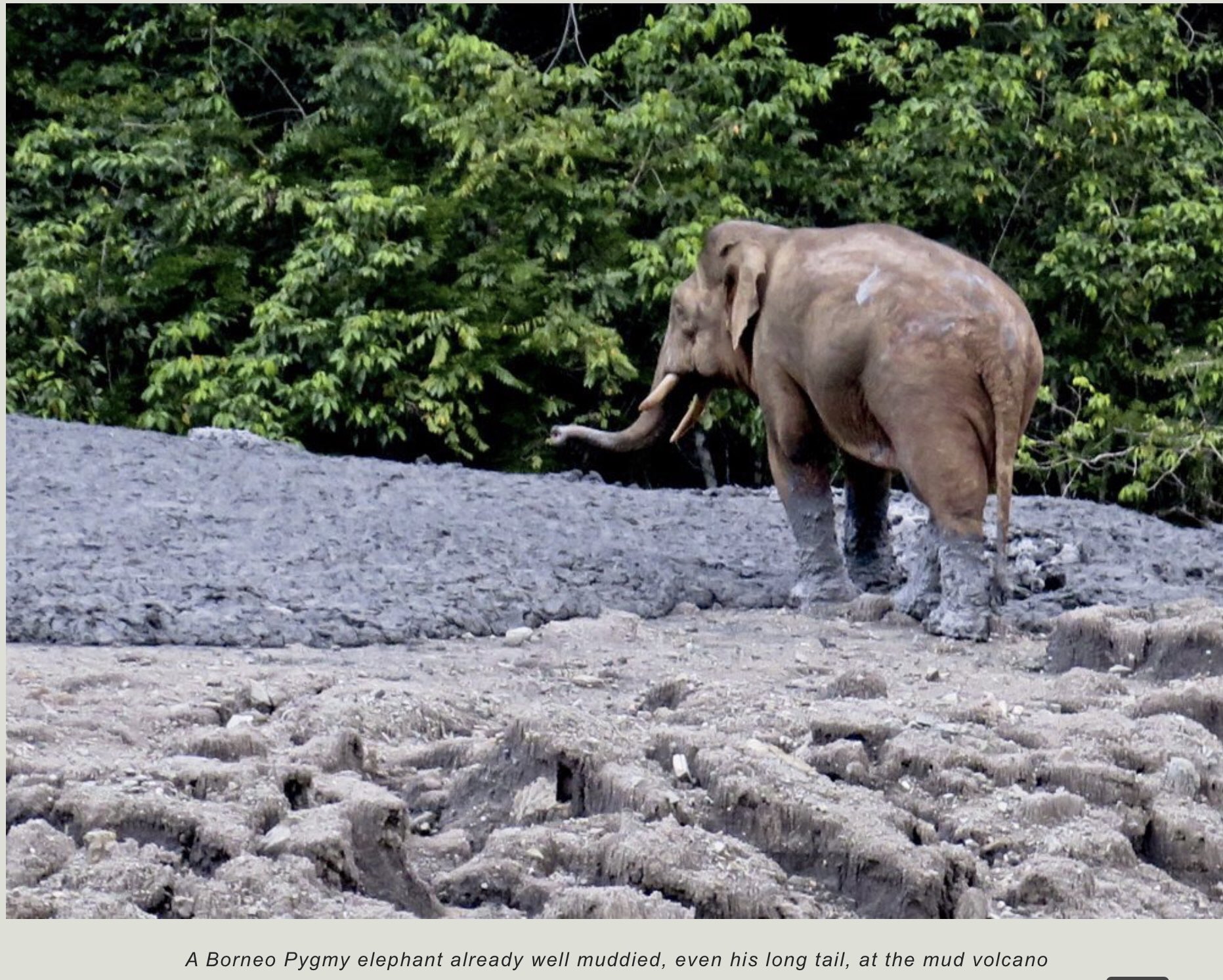 Mark Tingay on Twitter "What do mud volcanoes taste like? I don’t know