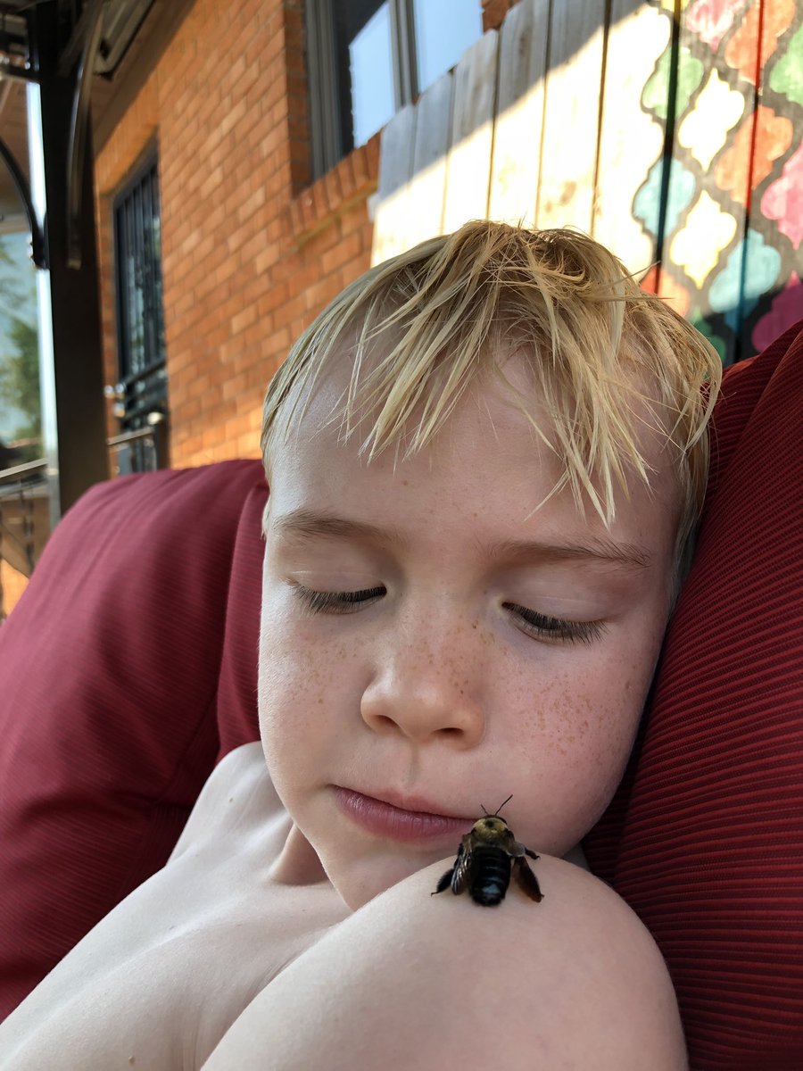 JhatfieldDesign's tweet photo. This bee shows us her appreciation by NOT stinging us https://t.co/vyaPafAkSX