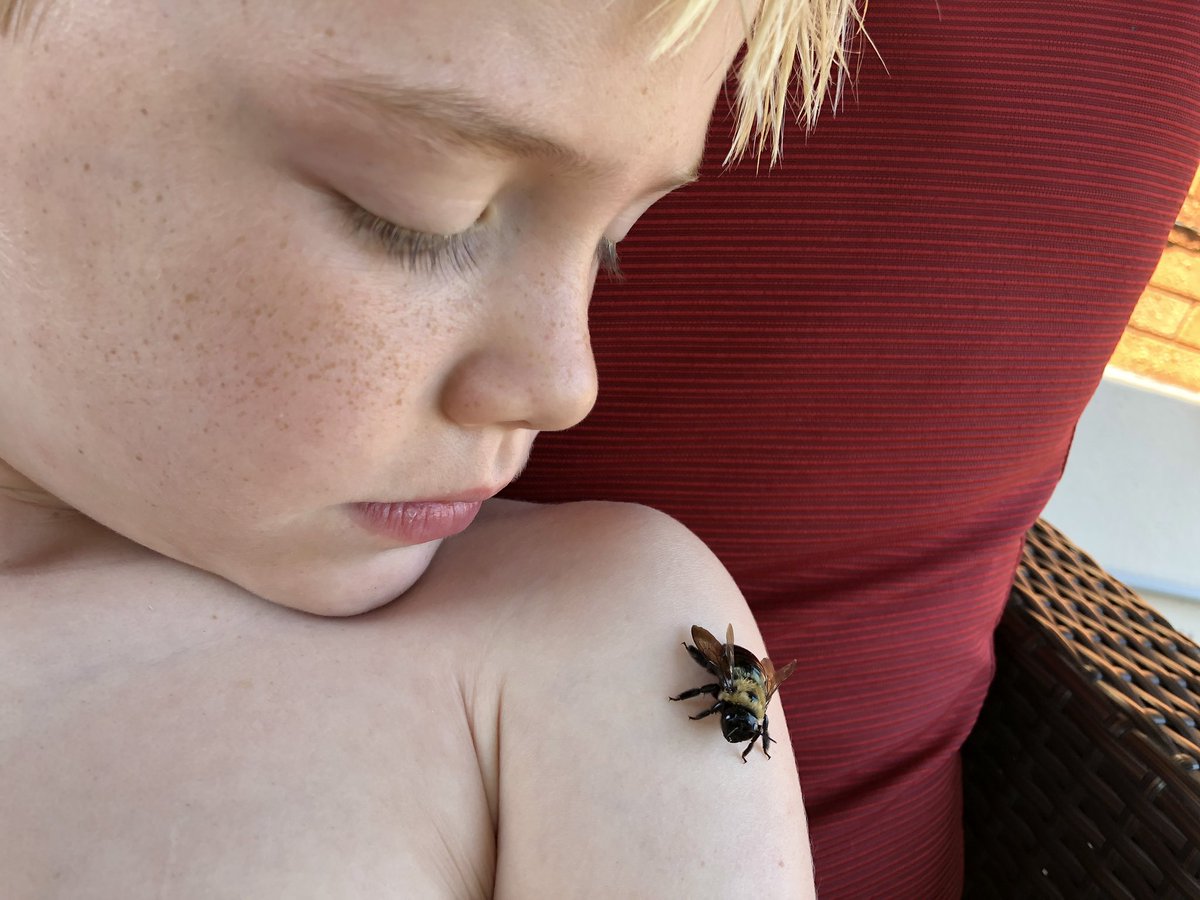 JhatfieldDesign's tweet photo. This bee shows us her appreciation by NOT stinging us https://t.co/vyaPafAkSX