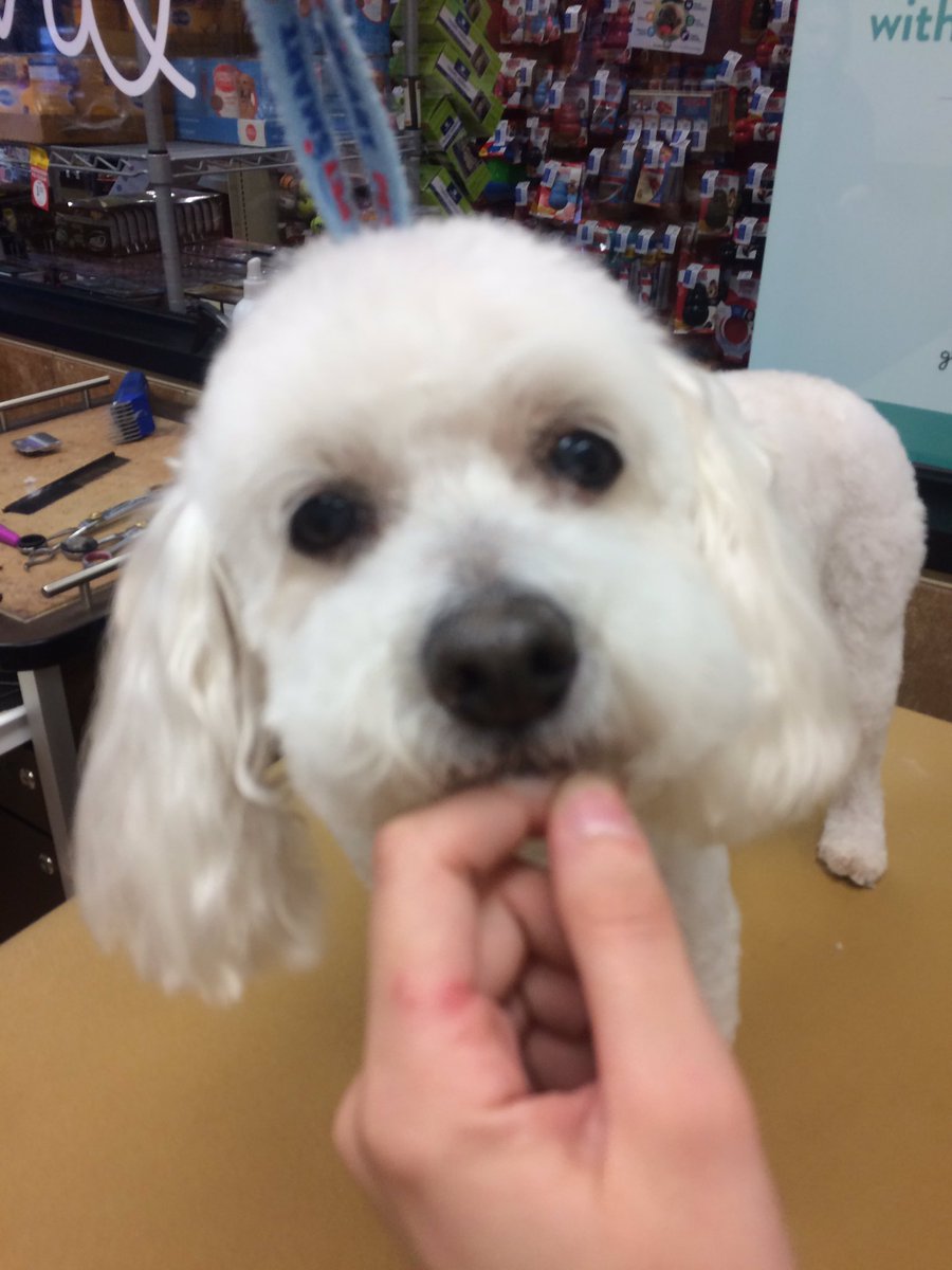 PetSmart 2341 tweet media