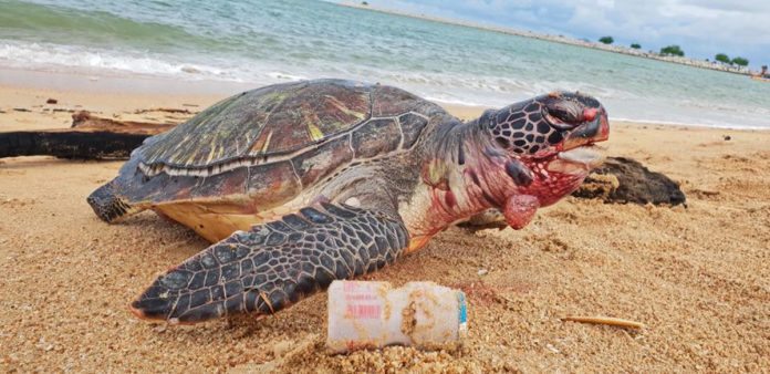 🔊It's <a href="/WorldTurtleDay/">World Turtle Day®</a> today!!🐢 It's our responsibility to be conscious of the plastic #waste we produce on a daily basis❕ Discover how to do your bit &amp; save the #turtles here 🌍⬇⬇ bit.ly/2JxQSSt #RBTL19 #FES19 #WorldTurtleDay