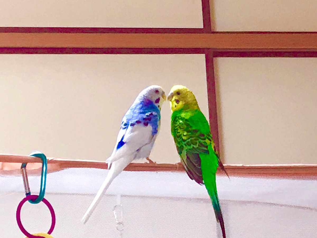 仲良しインコ 仲良しインコ