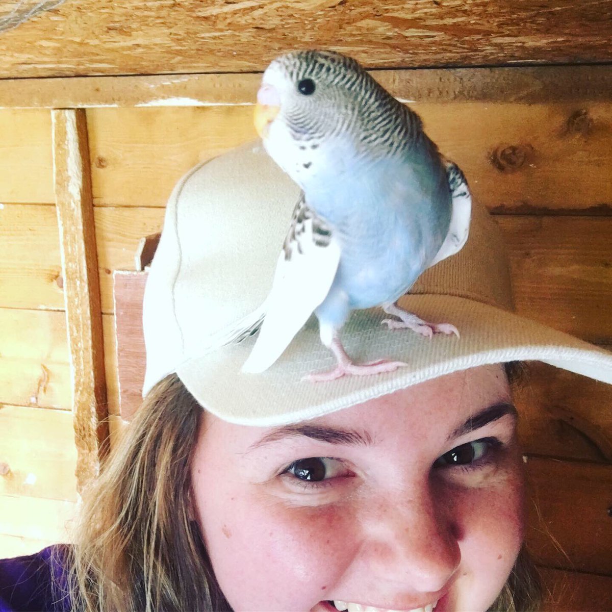 HomesPets's tweet photo. Hello little one #babybudgie #birds #budgie #pets #petsitting #petsitter #southendonsea https://t.co/kGvrkUC1TT