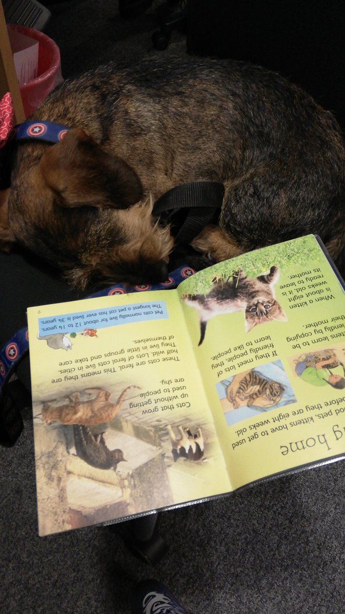 CcgLibrary's tweet photo. Following @WSnosidge’s comments, yesterday, he’s been set an appraisal target to become more empathetic to cats. 

He’s done so much research today that he’s ended up taking a catnap, bless him. 

#DiversityIsKey
#LoveOurDifferences https://t.co/QvljxW3gZH