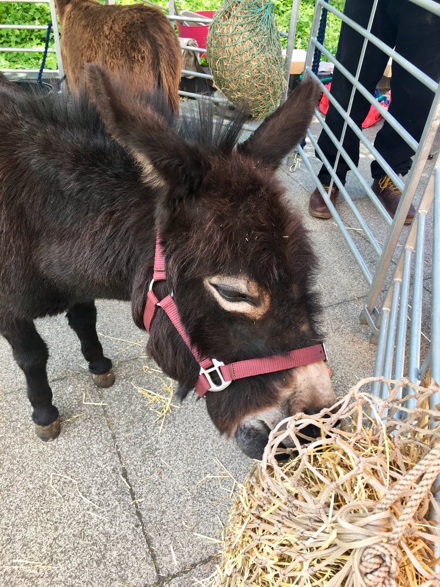 Anna Blackett (@annablacketthe) on Twitter photo Fab #uealt19 <a href="/uniofeastanglia/">UEA</a> today. Inspired by <a href="/derekfrance/">Derek France</a> <a href="/FabioArico/">Prof Fabio R Aricò</a> Loved reflective walking with <a href="/walkingresearch/">Dr Sarah Hanson</a> and met some gorgeous dinky donkeys <a href="/InfoMinidonks/">Minidonks</a> <a href="/ccnHE/">City College Norwich Degrees & Higher Education</a> @UEA_CSED <a href="/jamesjgardiner/">James Gardiner</a> Fab #uealt19 <a href="/uniofeastanglia/">UEA</a> today. Inspired by <a href="/derekfrance/">Derek France</a> <a href="/FabioArico/">Prof Fabio R Aricò</a> Loved reflective walking with <a href="/walkingresearch/">Dr Sarah Hanson</a> and met some gorgeous dinky donkeys <a href="/InfoMinidonks/">Minidonks</a> <a href="/ccnHE/">City College Norwich Degrees & Higher Education</a> @UEA_CSED <a href="/jamesjgardiner/">James Gardiner</a>