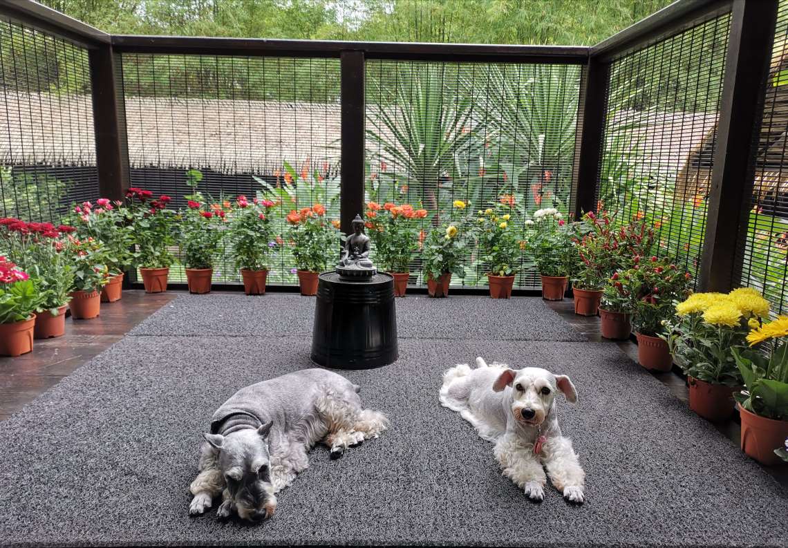 tsemtulku's tweet photo. My Dharma boy (left) and Oser girl loves to laze around on the veranda in the mornings. Sunbathing is a favorite daily activity. Tsem Rinpoche

Always be kind to animals and eat vegetarian- https://t.co/FWFDPlR5Ms

#animals #schnauzers #pets #dogs #love #family #dalailama #zen https://t.co/o42BAPOzfB