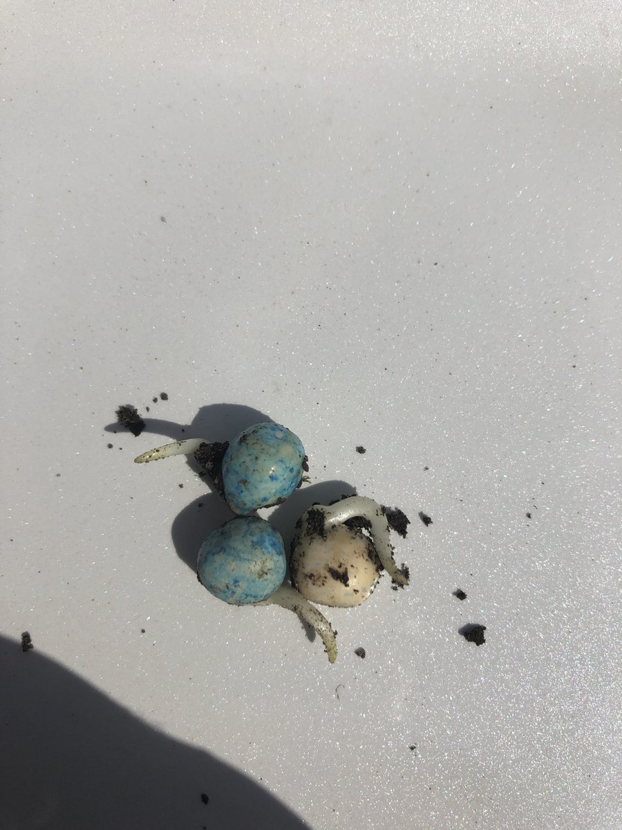 #Plant2019 is in the ground for another year! <a href="/randygilchrist1/">Randy Gilchrist</a> <a href="/R_Gilly_18/">Ryan Gilchrist</a>
