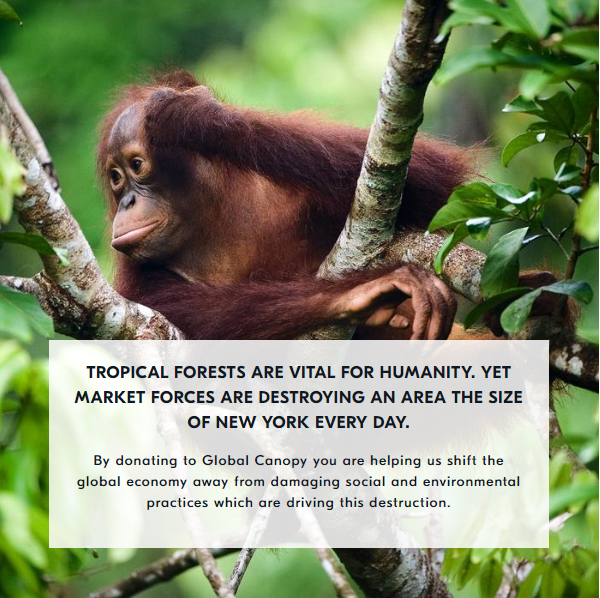 GlobalCanopy's tweet photo. You can now support our work fighting tropical deforestation, habitat destruction and #ClimateChange through our #new donate button here: https://t.co/2phjqztkMg
#donate #giving #deforestation #forests #forgottensolution https://t.co/ua5ePdiCzg