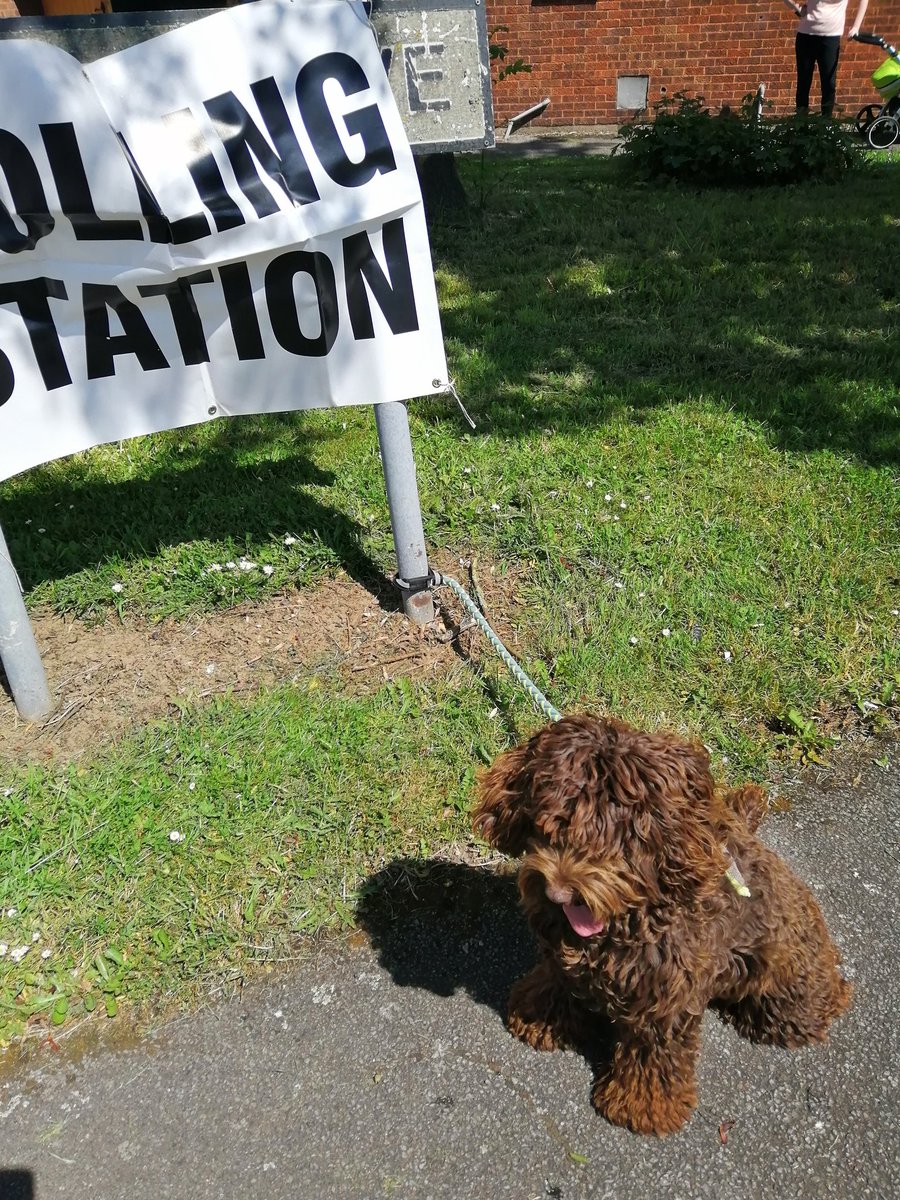 CarolBarstow's tweet photo. Poppy the puppy has voted. #dogsatpollingstations https://t.co/ZEawkBF9dM