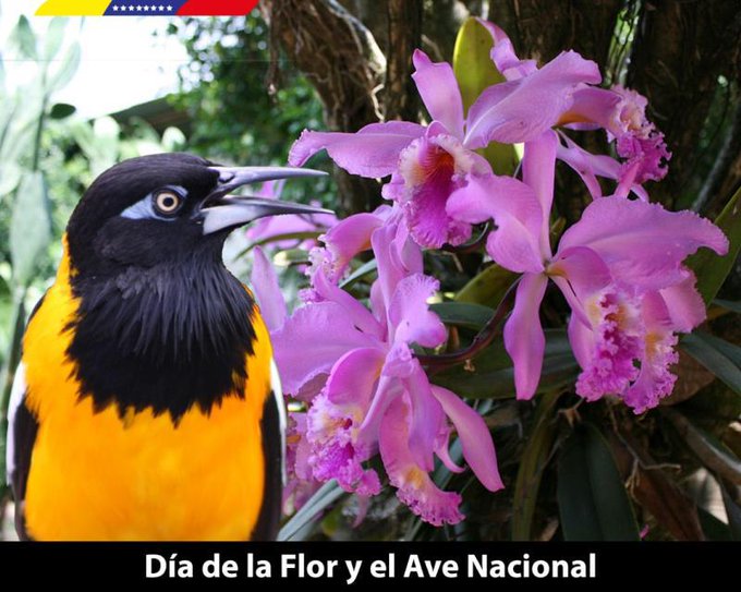 Venezuela celebra este jueves el Día de la Flor y el Ave Nacional |