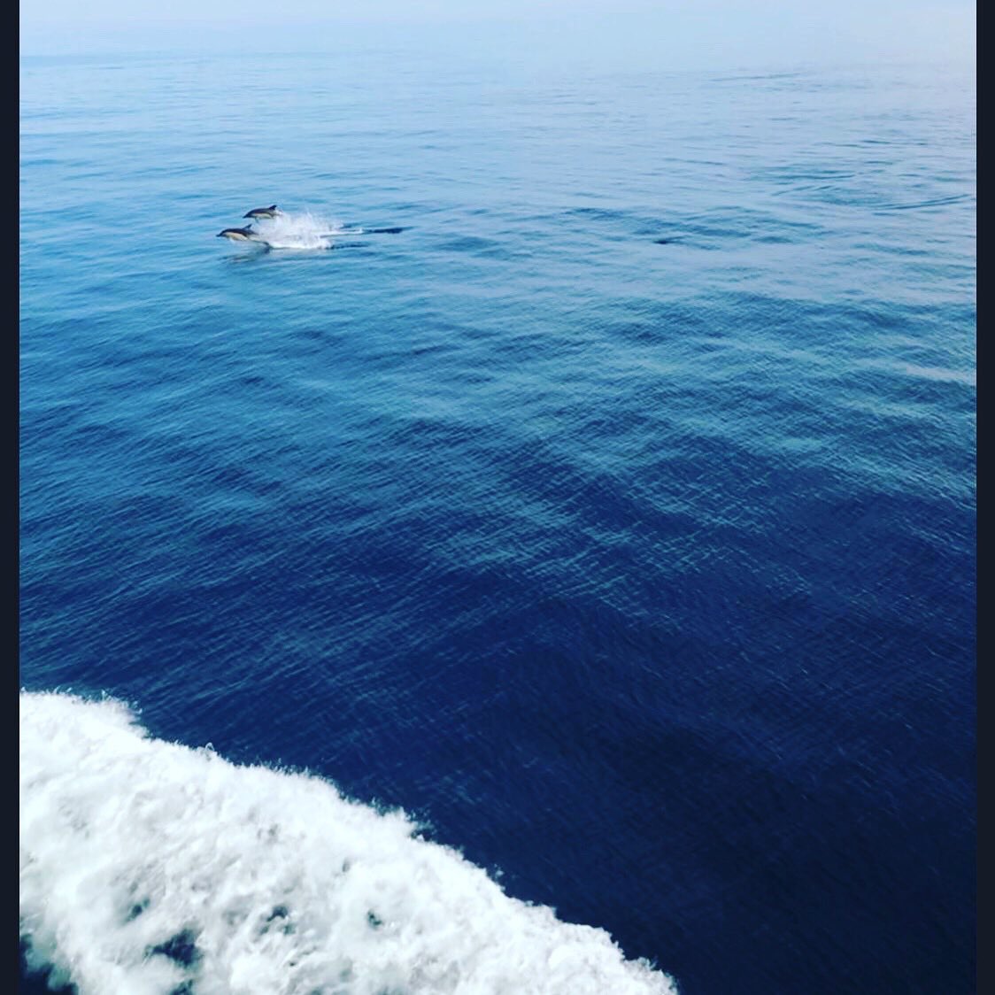 MicrocommsPS's tweet photo. How lucky were our technicians who are working on the Isles of Scilly, to spot these happy playful dolphins! Just magic! #dolphins #islesofscilly #lovewherewework #wildlife https://t.co/KVPI5glG0d