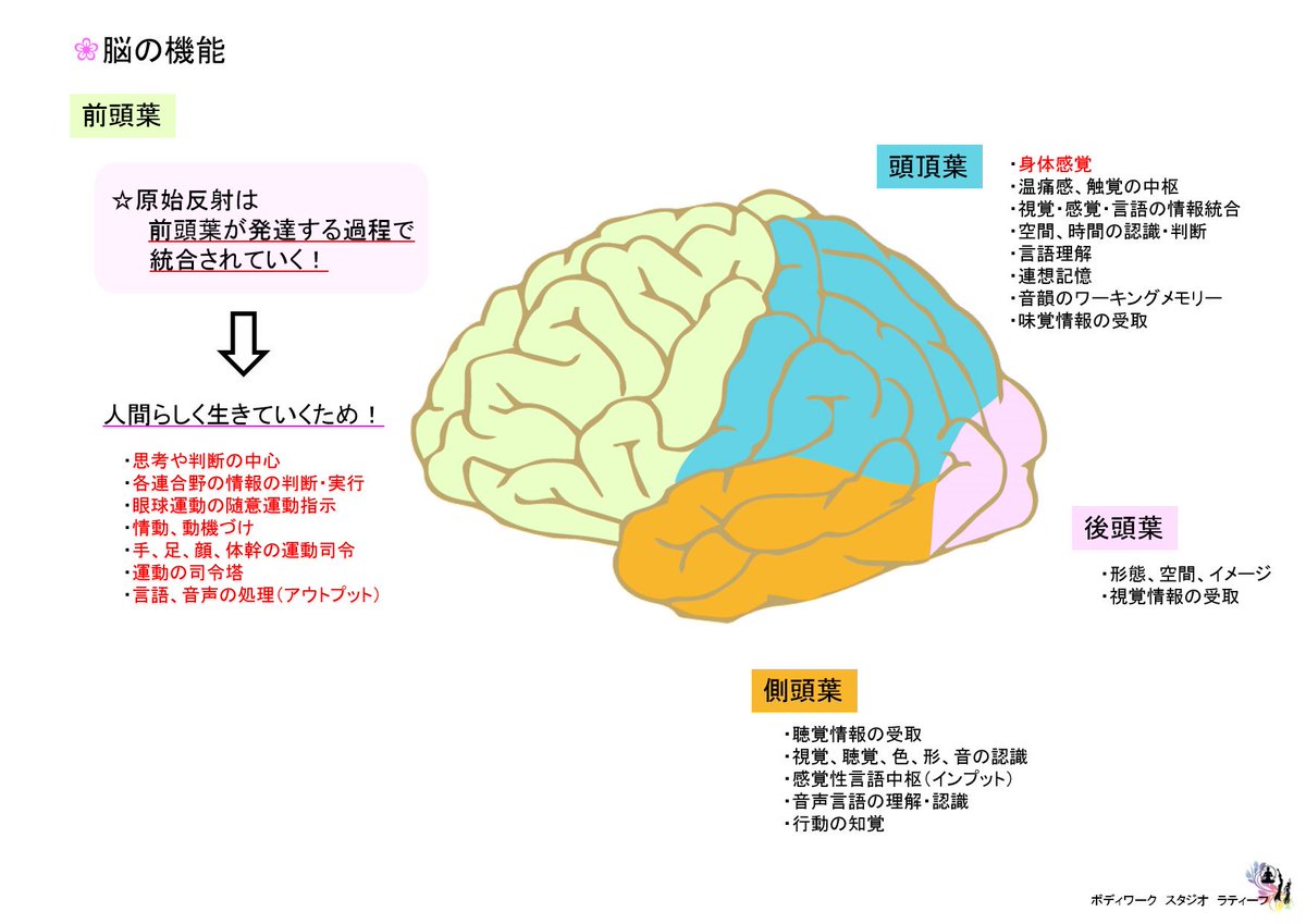 原始反射とビジョントレーニング 慢性不調 発達問題 発達心体療法師さとの On Twitter どうして 原始反射は残っていると困る の それはヒトが 人間らしく生きていく ために必要な 前頭葉がちゃんと発達できなくなる からです 前頭葉がしっかり働かない と 思考