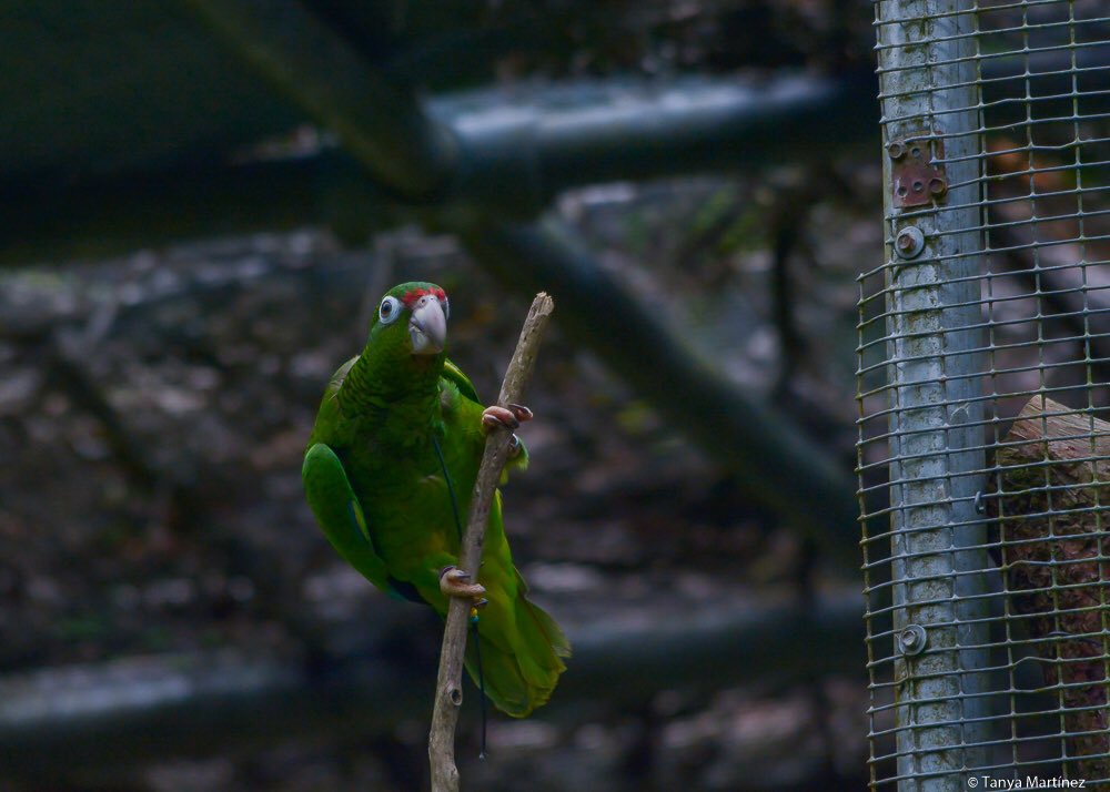 RecursosNaturalesPR tweet media