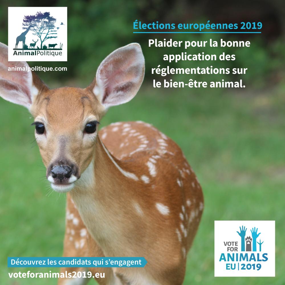AnimalPolitique tweet media